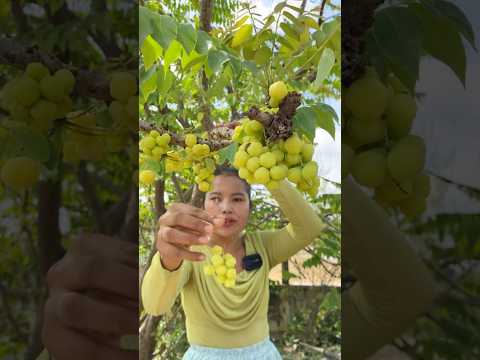 Harvesting Star Gooseberry #siscookingtv #mukbang #fruit #harvesting #shorts