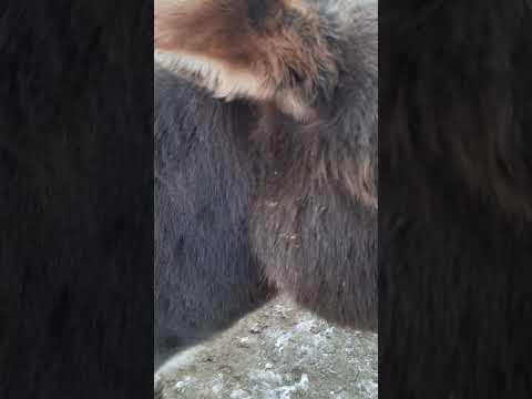 Finley is a good boy! #donkeys #highlandcows #colorado