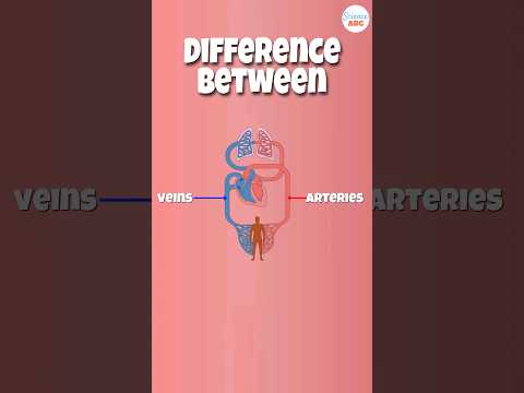 Arteries vs Veins: What’s the Difference?