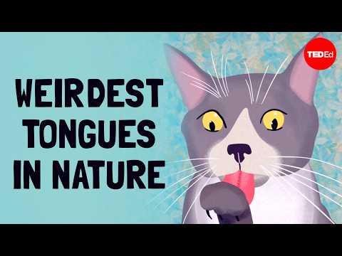 The weirdest (and coolest) tongues in the animal kingdom - Cella Wright