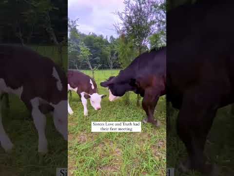 Sister cows Love & Truth are celebrating #NationalSistersDay together at our farm animal sanctuary 🥹