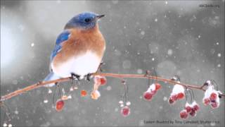 Eastern Bluebird Song