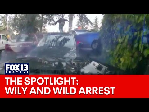 The Spotlight: Wily and wild arrest