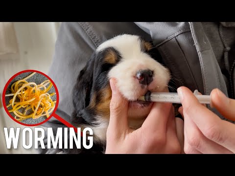 How To DEWORM Your Puppies At Home (Without A Vet)