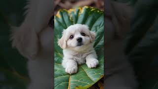 Cute puppy singing that i don’t care #puppy #cutepuppy #shorts