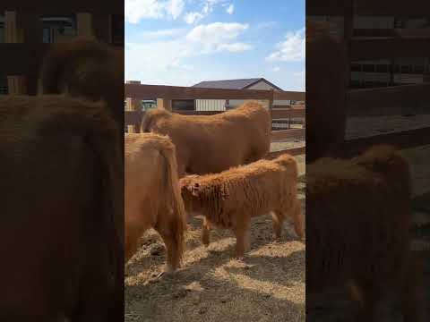 Dinner Time at the Ranch #highlandcows