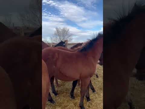 WEANING TIME FOR THESE GUYS #jheartfoals #2023foals #christmastime