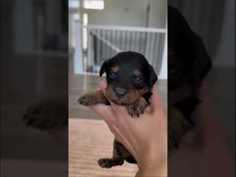 Part 2 of puppy massages with Peanut + Roosters #minibernedoodles 🖤