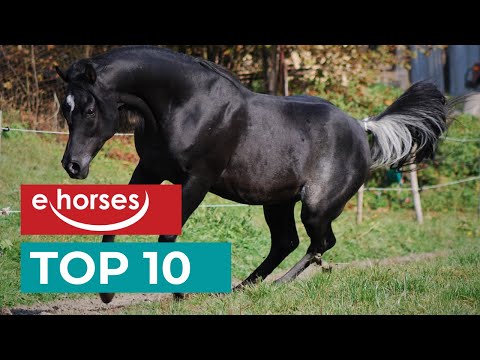 Top 10 Arabian Horses