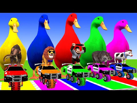 5 Giant Ducks Cartoon, Elephant, Gorilla, Lion, Buffalo, Dinosaur With Balls Game - Animals