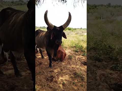 Kankrej Bull🐂Vadhayo Marwad