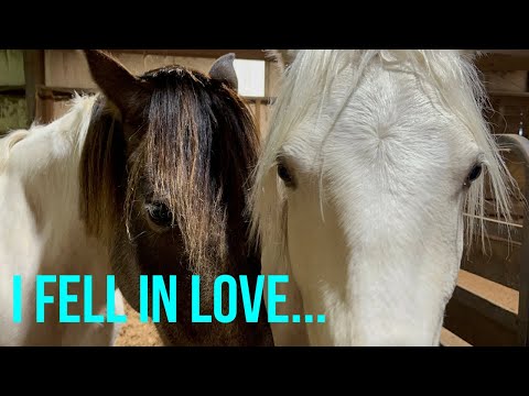 HORSE AUCTION! Browsing the horse sale | 2024