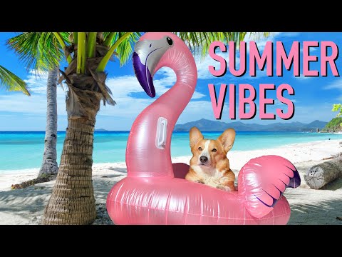 IG VID - HOLIDAY IN 2020 - Topi the Corgi