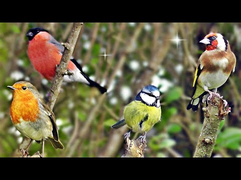 Cat TV - Birds in The Bush Videos For Cats to Watch