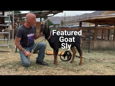 Featured Goat Meet Sly