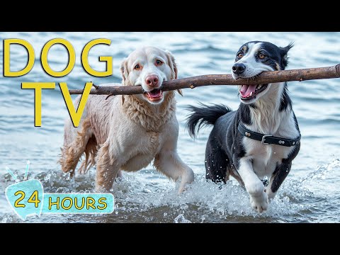 DOG TV: Video Entertain Help Fun & Relax for Dogs While You're Away - Anti Anxiety Music for Dogs