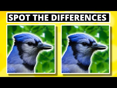 How To Tell Blue Jays Apart: The Quickest & Easiest Way