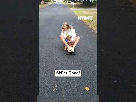 Get this dog in a dog show! 🐶🛹 #dog #skateboard #cute #fun #shorts