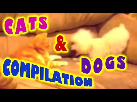 Cats and dogs compilation - funny videos