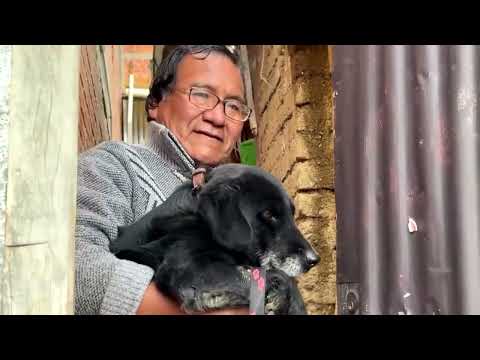 Abandoned pets rescued after landslide in Bolivia's La Paz | REUTERS