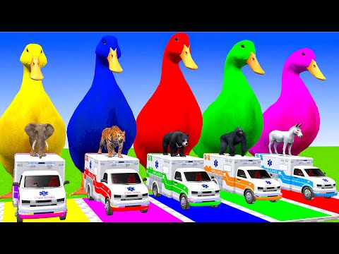 5 Giant Duck Cartoon,Cow,Elephant,Tiger,Lion,Dinosaur,Paint Wild Animals Crossing Fountain Animation