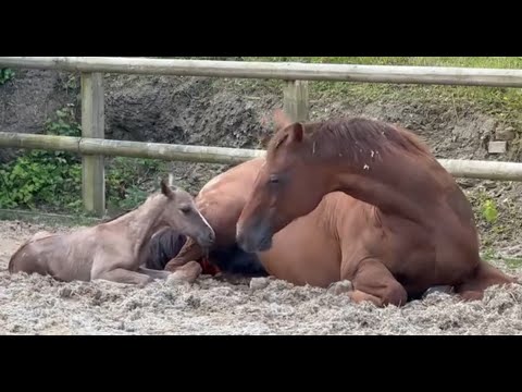 The first 24 hours of a special foal