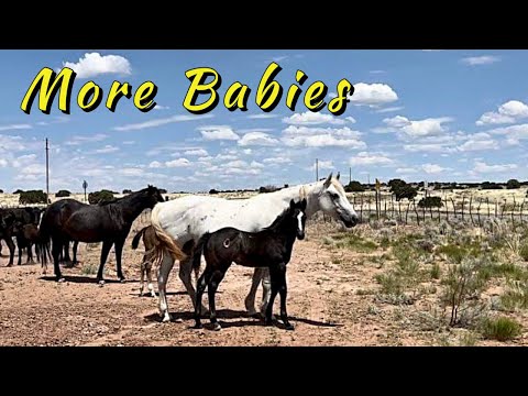 RANCH WORK AND PRETTY HORSES #quarterhorses #foals #wagyubeef