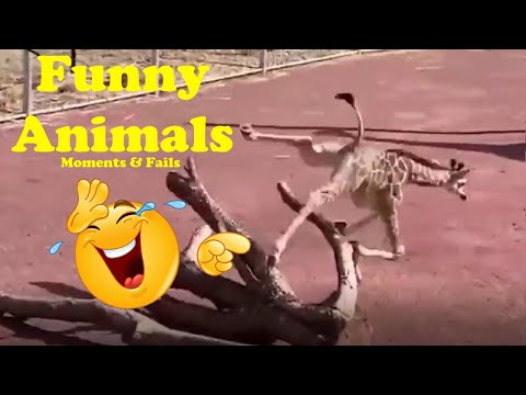 TOP FUNNY Animal Videos 2023 | Epic Animal Fails & Moments