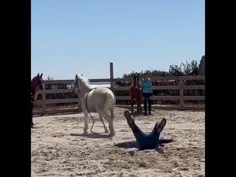 Short clip from the Portland Horsemanship Clinic