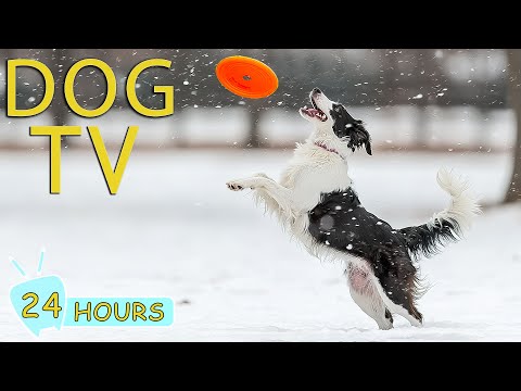 DOG TV: Video Keep Your Dogs Entertain & Relaxed for Hours at Home - Anti-Anxiety Music for Dogs