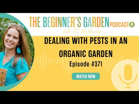 Dealing with Pests in an Organic Garden (a reality check)