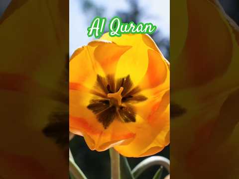 Quran translation ❤️ #motivation#backtonature #nature  #quranrecitation #youtubeshorts