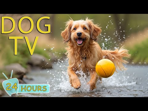 DOG TV: Best Video Entertain to Prevent Anxiety & Boredom for Dog a Home Alone - Relax Music for Dog