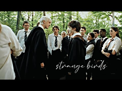 ► Strange Birds - Harry Potter & Draco Malfoy (Drarry)