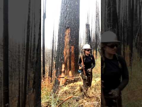 Amazing video of cutting of trees in forest | #amazing #entertainment #quran #10million