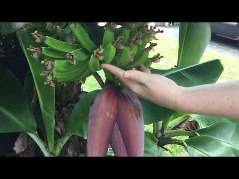 Banana tree update