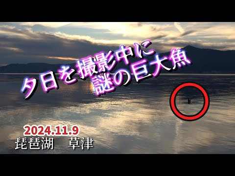 琵琶湖の大ヌシ ひょっこり登場