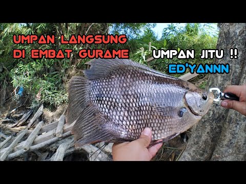 MANCING GURAME KALOI LIAR DIPINGGIR SUNGAI PAKAI UMPAN PISANG