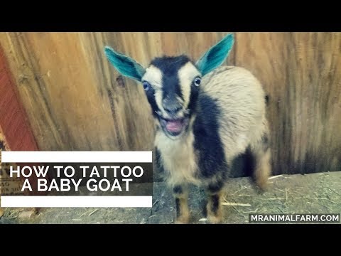 How to Tattoo a Baby Goat