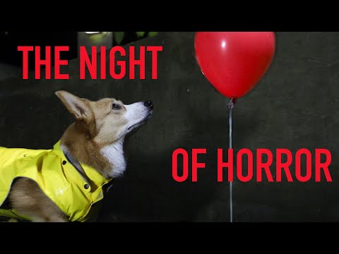 SPOOKY HALLOWEEN! - Topi the Corgi