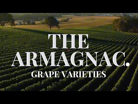 What Are The Armagnac Grape Varieties and What Flavors Do They Give To Armagnac?