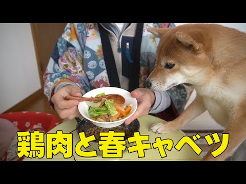 【ご飯まだ？】催促を諦めない柴犬こなつ　ASMR鶏肉と春キャベツ