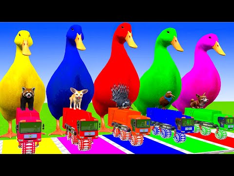 5 Giant Duck Cartoon,Cow,Elephant,Tiger,Lion,Dinosaur,Paint Wild Animals Crossing Fountain Animation