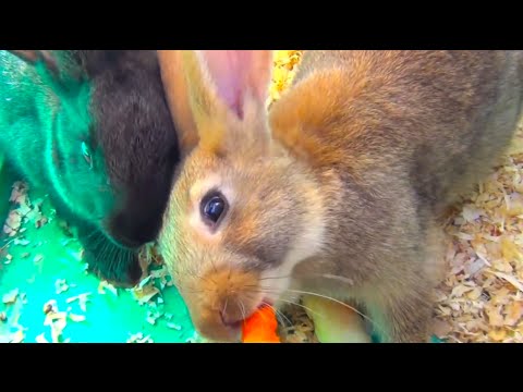 Bunny rabbits eat carrot