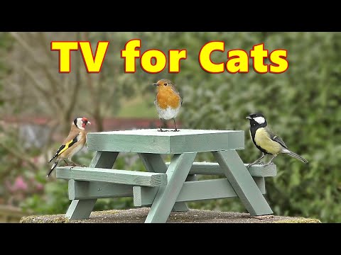 Cat TV ~ Bird Watching Videos for Cats