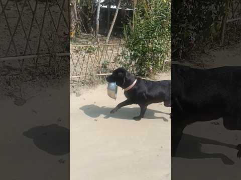 #labrador dog#short playing#black labrador laika