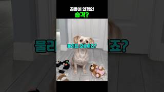 곰돌이 인형의 습격?