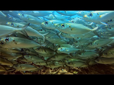 8 Hours - Hawaii Fish Underwater with Natural Ocean Sound - RELAX, SLEEP, ASMR | Great Escapes