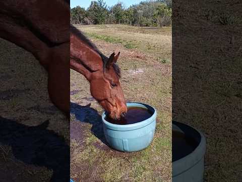 Spring water check! 🐴🌸 #equestrianlife