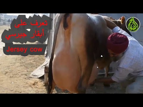 أبقار جيرسي_Jersey cows